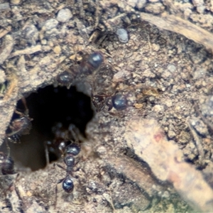 Pheidole sp. (genus) at Curtin, ACT - 25 Oct 2024 11:38 AM