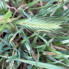 Hordeum (genus) (A Barley Grass) at Curtin, ACT - 25 Oct 2024 by Hejor1