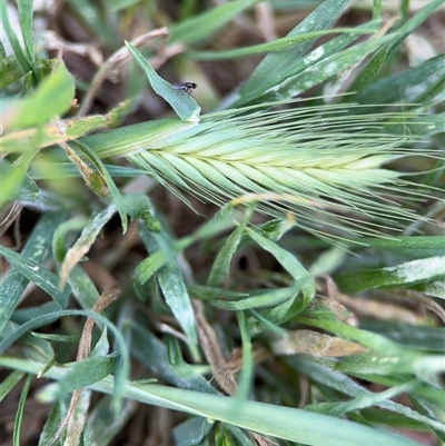 Hordeum sp. (A Barley Grass) at Curtin, ACT - 25 Oct 2024 by Hejor1