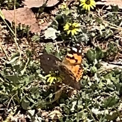 Vanessa kershawi (Australian Painted Lady) at Curtin, ACT - 25 Oct 2024 by Hejor1