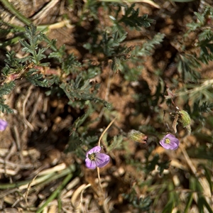 Erodium brachycarpum at Curtin, ACT - 25 Oct 2024