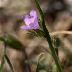 Erodium brachycarpum at Curtin, ACT - 25 Oct 2024