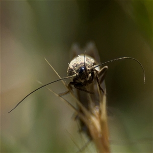 Palimmeces pseudomorpha at Curtin, ACT - 25 Oct 2024 11:29 AM