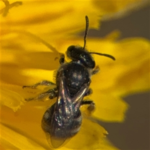 Lasioglossum (Chilalictus) sp. (genus & subgenus) at Curtin, ACT - 25 Oct 2024