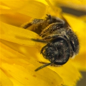 Lasioglossum (Chilalictus) sp. (genus & subgenus) at Curtin, ACT - 25 Oct 2024