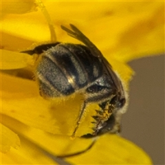 Lasioglossum (Chilalictus) sp. (genus & subgenus) at Curtin, ACT - 25 Oct 2024