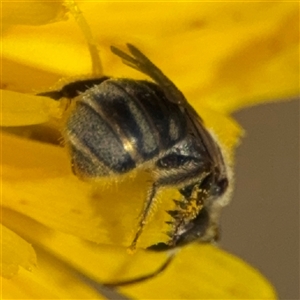 Lasioglossum (Chilalictus) sp. (genus & subgenus) at Curtin, ACT - 25 Oct 2024