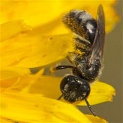 Lasioglossum (Chilalictus) sp. (genus & subgenus) at Curtin, ACT - 25 Oct 2024