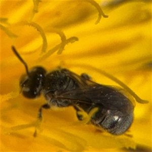 Lasioglossum (Chilalictus) sp. (genus & subgenus) at Curtin, ACT - 25 Oct 2024