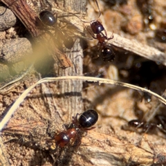 Melophorus sp. (genus) (Furnace ant) at Curtin, ACT - 25 Oct 2024 by Hejor1