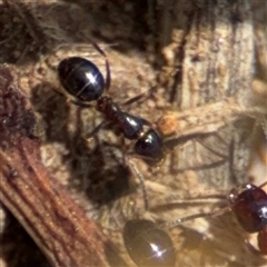 Melophorus sp. (genus) at Curtin, ACT - 25 Oct 2024