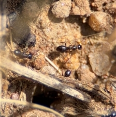 Melophorus sp. (genus) at Curtin, ACT - 25 Oct 2024 11:27 AM