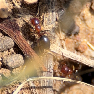 Melophorus sp. (genus) at Curtin, ACT - 25 Oct 2024