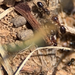 Melophorus sp. (genus) at Curtin, ACT - 25 Oct 2024