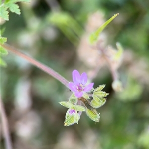 Erodium moschatum at Curtin, ACT - 25 Oct 2024 11:25 AM