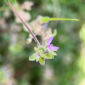 Erodium moschatum at Curtin, ACT - 25 Oct 2024 11:25 AM