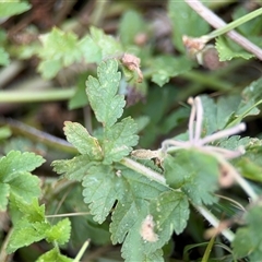 Erodium moschatum at Curtin, ACT - 25 Oct 2024 11:25 AM