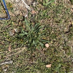 Plantago lanceolata (Ribwort Plantain, Lamb's Tongues) at Curtin, ACT - 25 Oct 2024 by Hejor1