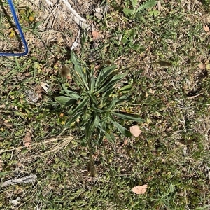 Plantago lanceolata at Curtin, ACT - 25 Oct 2024 11:23 AM