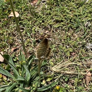 Plantago lanceolata at Curtin, ACT - 25 Oct 2024 11:23 AM