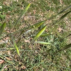 Avena (genus) (Wild Oats) at Curtin, ACT - 25 Oct 2024 by Hejor1