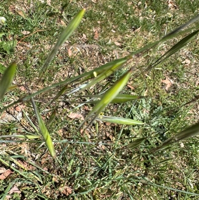 Avena sp. (Wild Oats) at Curtin, ACT - 25 Oct 2024 by Hejor1