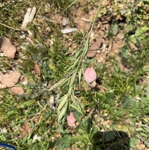 Bromus catharticus at Curtin, ACT - 25 Oct 2024