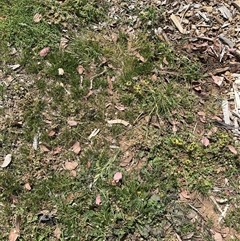 Bromus catharticus at Curtin, ACT - 25 Oct 2024