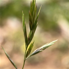 Bromus catharticus (Prairie Grass) at Curtin, ACT - 25 Oct 2024 by Hejor1