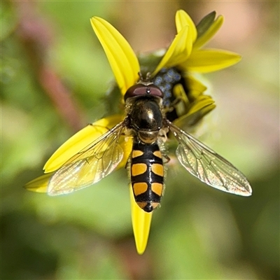 Melangyna viridiceps (Hover fly) at Curtin, ACT - 25 Oct 2024 by Hejor1