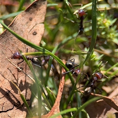 Iridomyrmex purpureus (Meat Ant) at Curtin, ACT - 25 Oct 2024 by Hejor1