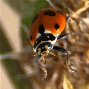 Hippodamia variegata at Curtin, ACT - 25 Oct 2024