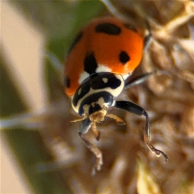 Hippodamia variegata at Curtin, ACT - 25 Oct 2024 by Hejor1