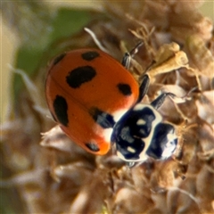 Hippodamia variegata at Curtin, ACT - 25 Oct 2024 01:15 PM