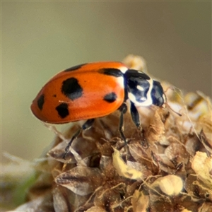 Hippodamia variegata at Curtin, ACT - 25 Oct 2024