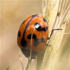 Coccinella transversalis (Transverse Ladybird) at Curtin, ACT - 25 Oct 2024 by Hejor1