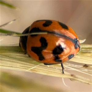 Coccinella transversalis at Curtin, ACT - 25 Oct 2024