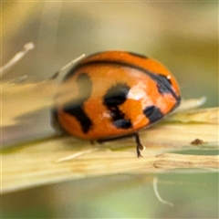 Coccinella transversalis at Curtin, ACT - 25 Oct 2024