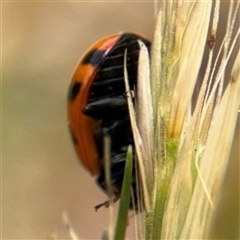 Coccinella transversalis at Curtin, ACT - 25 Oct 2024