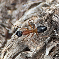 Camponotus consobrinus (Banded sugar ant) at Curtin, ACT - 25 Oct 2024 by Hejor1