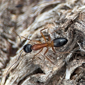 Camponotus consobrinus at Curtin, ACT - 25 Oct 2024