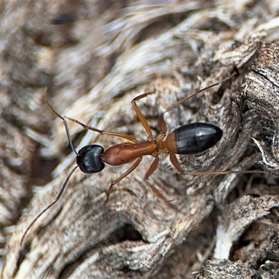 Camponotus consobrinus at Curtin, ACT - 25 Oct 2024 by Hejor1