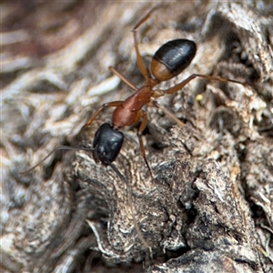 Camponotus consobrinus at Curtin, ACT - 25 Oct 2024 01:53 PM