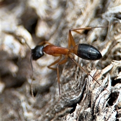 Camponotus consobrinus at Curtin, ACT - 25 Oct 2024