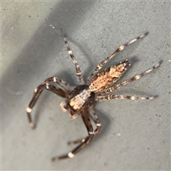 Helpis minitabunda (Threatening jumping spider) at Curtin, ACT - 25 Oct 2024 by Hejor1