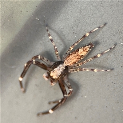 Helpis minitabunda (Threatening jumping spider) at Curtin, ACT - 25 Oct 2024 by Hejor1