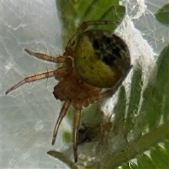 Araneus albotriangulus at Curtin, ACT - 25 Oct 2024 by Hejor1