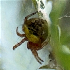 Araneus albotriangulus at Curtin, ACT - 25 Oct 2024