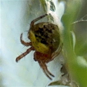 Araneus albotriangulus at Curtin, ACT - 25 Oct 2024