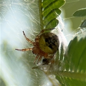 Araneus albotriangulus at Curtin, ACT - 25 Oct 2024